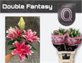 Лилия-Lilium-Or Double Fantasy-95cm 14582c45-6902-11ef-0a80-04d00083ad61