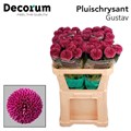Хризантема одн-Chrysant Gr-Gustav-70cm-80gr 1461345c-bfa6-11ec-0a80-0b4c00087a25