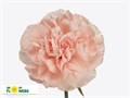 Гвоздика ст-Dianthus st-Noviado--65cm 14637d3f-bfa4-11ec-0a80-0b4c00069b00