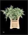 Аспарагус-Asparagus-Extra Metallic Green 65-GW 14664728-df5f-11f0-0a80-03410000a2a6