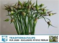 Аллиум-Allium--Ov-90cm 14746d53-296a-11ef-0a80-159000392305