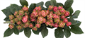 Садовая Роза-Garden Rosa-Princess Pinku-50cm-Af 14770e4f-c332-11ed-0a80-0d8f001167e2