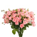 Роза куст-Rosa sp-Femke-60cm--Ks 148e1e97-1432-11ef-0a80-0daa000dc80c