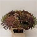Даукус-Daucus-Carota Dara--70cm 1496aa76-bfa5-11ec-0a80-0b4c0007948e