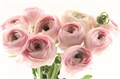 Ранункулус-Ranunculus-Cloni Extra Confetto--45cm 149b2e55-72e9-11ed-0a80-066a001e0e69