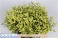 Лимониум-Limonium-Sin Pineap Dia-70cm-35gr 014911dd-7f55-11f0-0a80-16d3001bd03c