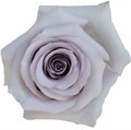 Роза-Rosa-Andrea-50cm-AG 14a66995-bfa9-11ec-0a80-0b4c000afd35