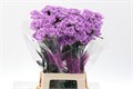 Гвоздика ст-Dianthus st-Moonaqua-70cm 14b0e55e-bfa4-11ec-0a80-0b4c00069b4e