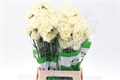 Гвоздика ст-Dianthus st-Rodas Creme-70cm 14cfec5d-bfa4-11ec-0a80-0b4c00069b6e
