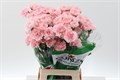 Гвоздика ст-Dianthus st-Pink Doncel-70cm 14f29906-bfa4-11ec-0a80-0b4c00069b9f