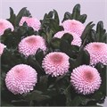 Хризантема одн-Chrysant Gr-Momoko-70cm--75gr 14f7249b-bfa6-11ec-0a80-0b4c00087aac