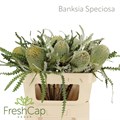 Банксия-Banksia-Speciosa-70cm 15169869-b8ac-11f0-0a80-091c001860df