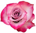Роза-Rosa-Deep Purple-50cm-IS 151b3202-cc53-11ec-0a80-08ab00674492