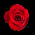 Роза-Rosa-Dallas-60cm-FS 15352a37-0d09-11ef-0a80-01870006fffb