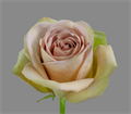 Роза-Rosa-Amnesia-50cm-QA 1544a3fd-bfa9-11ec-0a80-0b4c000afe06