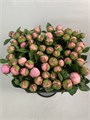 Пион-Peony-Angel Cheeck-60cm--CE 1557d018-3748-11f0-0a80-099200012ed6