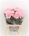 Гвоздика ст-Dianthus st-Pink Montezuma-65cm 156195bc-bfa4-11ec-0a80-0b4c00069c37