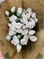 Роза куст-Rosa sp-Birds Song-50cm-RS 15625f42-2410-11ef-0a80-02c7001844ca