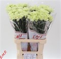 Гвоздика ст-Dianthus st-Prado Mint-70cm 156869ef-bfa4-11ec-0a80-0b4c00069c42