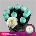 Хризантема одн-Chrysant Gr-Magnum-70cm-90gr 15715c6e-bfa6-11ec-0a80-0b4c00087b1e
