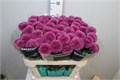 Хризантема одн-Chrysant Gr-Gustav-70cm-75gr 157b3335-bfa6-11ec-0a80-0b4c00087b26