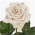 Роза-Rosa-Westminster-40cm-PE 15976b39-bfa9-11ec-0a80-0b4c000afe6b