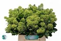 Скиммия-Skimmia-J Finchy Bs-45cm 15a280c8-b8ac-11f0-0a80-091c00186103