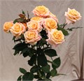 Роза куст-Rosa sp-Namaskar-70cm-RS 15a30483-d2c4-11f0-0a80-11290023f9e1