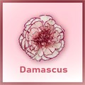 Гвоздика-Dianthus-Damascus--FC 15a8446d-3ff2-11ed-0a80-0e88000f1d1a