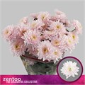 Хризантема куст-Chrysant Tr-Pastela Rose-70cm-105gr 15b1ad7e-b8ac-11f0-0a80-091c00186109