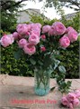 Роза куст-Rosa sp-Mansfield Park Pink -53cm-Ti 15be1b0d-d2c4-11f0-0a80-11290023f9e4