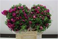 Анемон-Anemone-Zwaar Orchid-42cm 15c6865b-63e5-11ed-0a80-048c003b53b7