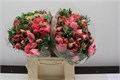 Анемон-Anemone-Zwaar Roze-42cm 15ce1020-63e5-11ed-0a80-048c003b53ba