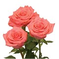 Роза-Rosa-Amsterdam-50cm-PE 15d1b9ad-bfa9-11ec-0a80-0b4c000afeaa