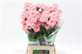 Гвоздика ст-Dianthus st-Pink Nahema-70cm 15d4350f-bfa4-11ec-0a80-0b4c00069cd0