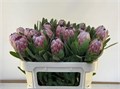 Протея-Protea-Pink Ice-70cm-100gr 0178214d-bfa5-11ec-0a80-0b4c0007801c