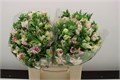 Анемон-Anemone-Zwaar Wh Bordato-42cm 15d5689a-63e5-11ed-0a80-048c003b53bd