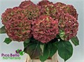 Гортензия-Hydrangea-M Ch Whi Ver Cl-90cm 15da42e7-b8ac-11f0-0a80-091c00186118