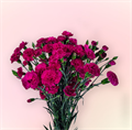 Гвоздика куст SE-Dianthus sp SE-Epsilon-FC cc8a98eb-a2fa-11ed-0a80-0fa5002b4234