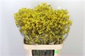 Анигозантус-Anigozanthos-Bush Down-80cm 15e203af-63e5-11ed-0a80-048c003b53c3