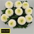 Хризантема одн-Chrysant Gr-Ping Pong-80cm-70gr 15f5f74c-63e5-11ed-0a80-048c003b53c6