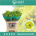 Лизиантус G-Lisianthus G-Rosanne Emerald-70cm 15fb1d2c-b8ac-11f0-0a80-091c0018612a