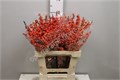 Илекс-Ilex-Ve Oudij Orange-70cm 15fe3ba9-63e5-11ed-0a80-048c003b53c9