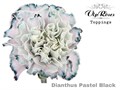 Гвоздика ст-Dianthus st-Pastel Black-60cm 1600149b-bfa4-11ec-0a80-0b4c00069d06