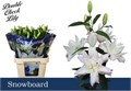 Лилия-Lilium-Or Du Snowboard--80cm 160148d1-1382-11ef-0a80-064b000b896e