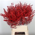 Илекс-Ilex-Ve Rode Bes-80cm 1606bc8b-63e5-11ed-0a80-048c003b53cc
