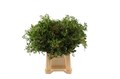 Фисташка лист-Pistache Kort-50cm-GW 16084f9d-ab5c-11ef-0a80-081100427419