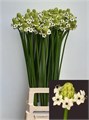 Орнитогалум-Ornitogalum- Saundersiae-85cm 160e4bc1-63e5-11ed-0a80-048c003b53cf