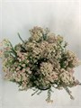 Озотамнус-Ozothamnus-300gr-CE 161462ef-1a9c-11f0-0a80-08b400040678