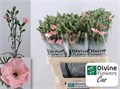 Гвоздика ст-Dianthus st-Solomio Cas-60cm 1618ed72-bfa4-11ec-0a80-0b4c00069d29